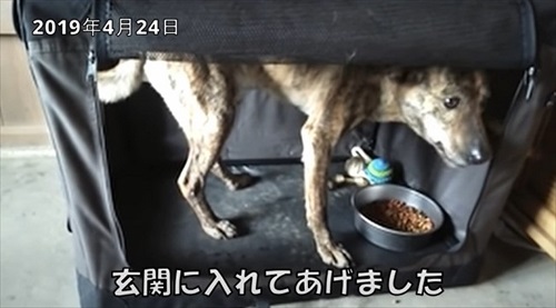 玄関で過ごすワンコ