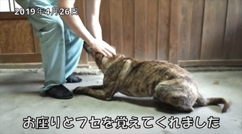 ふせができるようになったワンコ