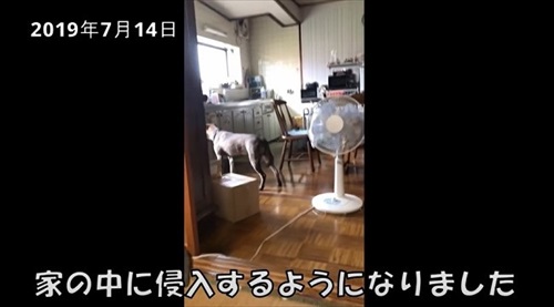 家に入ってくるようになったワンコ