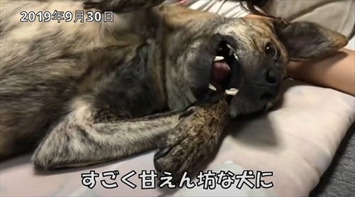甘えん坊になった犬