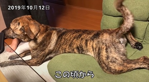 謎ポーズの犬