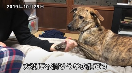 元猟犬が家犬になるまで