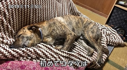 元猟犬が家犬になるまで