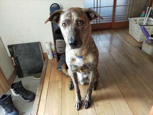 元猟犬が家犬になるまで