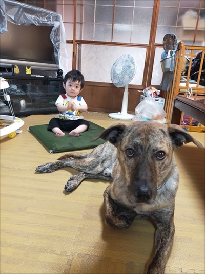 元猟犬が家犬になるまで