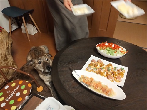 元猟犬が家犬になるまで