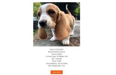 「子犬を販売します」偽サイトでお金をだまし取る業者を米Googleが訴える