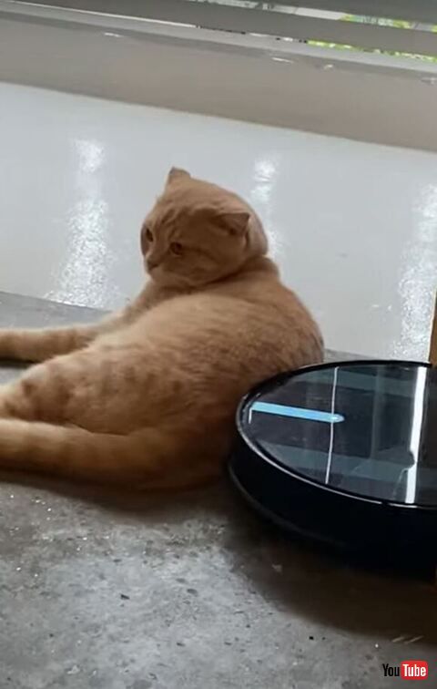 動かない猫ちゃん