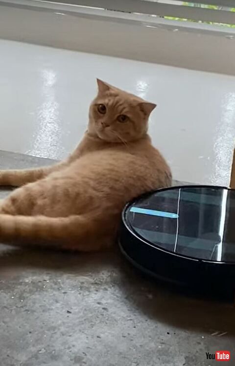 飼い主さんを見る猫ちゃん