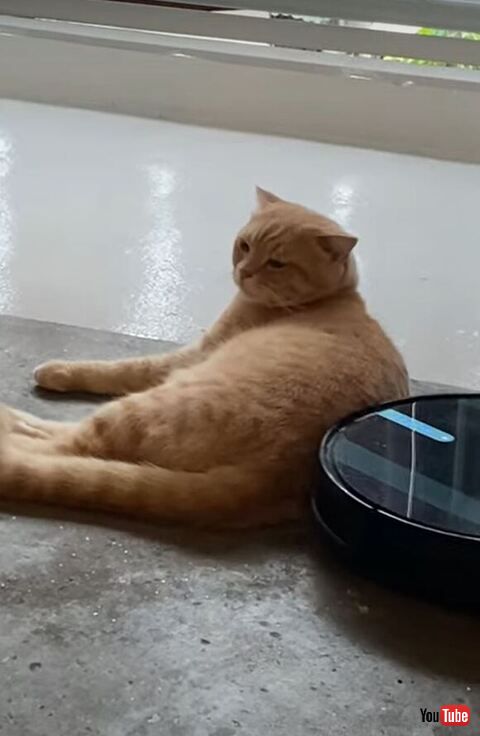 目を細めてる猫ちゃん