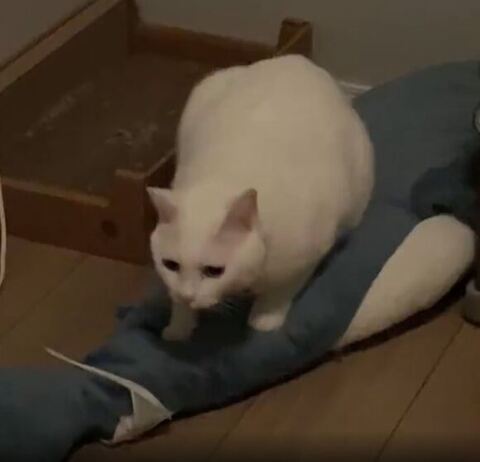 前足でふみふみする猫