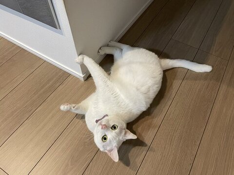 転がっている白猫