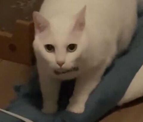 トリミングした白猫