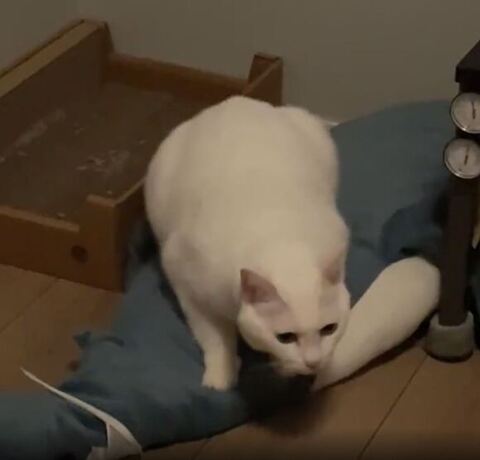 向きを変えた猫