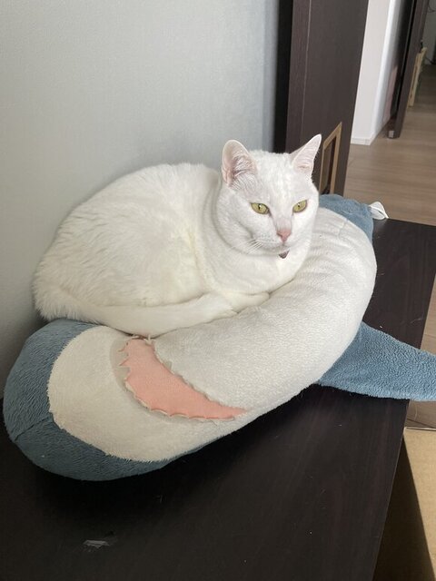 サメの上に座る猫