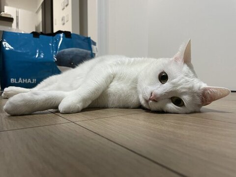 寝そべってる白猫