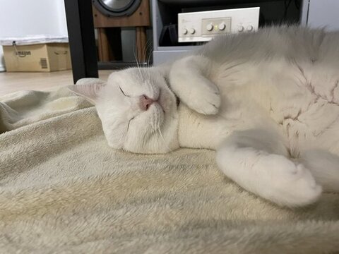 寝ている白猫