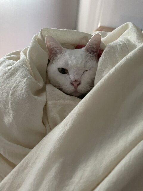 ウインクする白猫