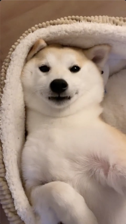 柴犬の眠い顔