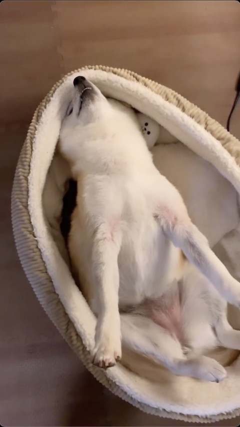 柴犬が前足と身体を伸ばす