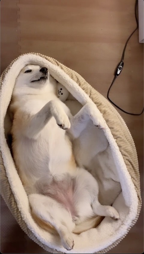 柴犬が前足を曲げる