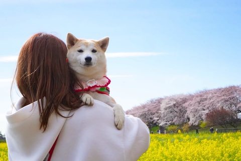 柴犬が抱っこされる