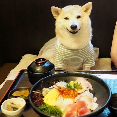 柴犬が個室で食事