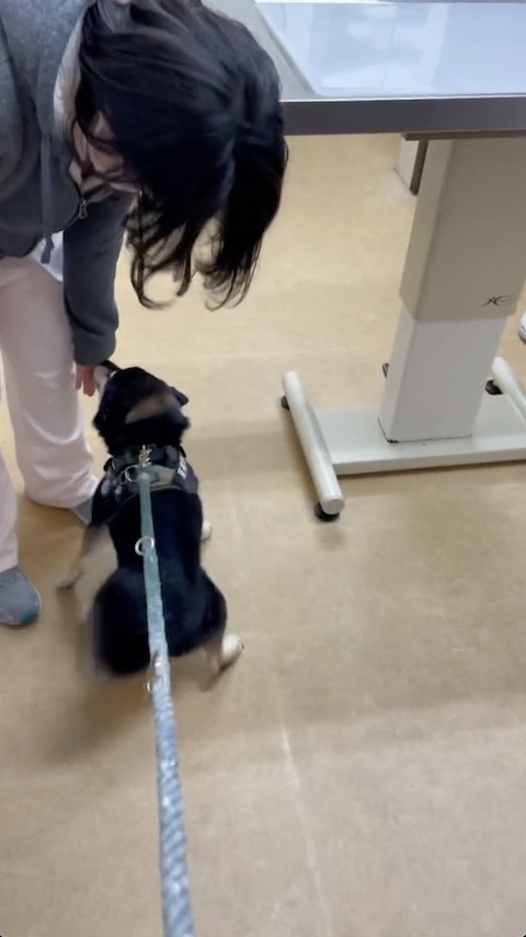黒柴犬が看護師さんに近寄る