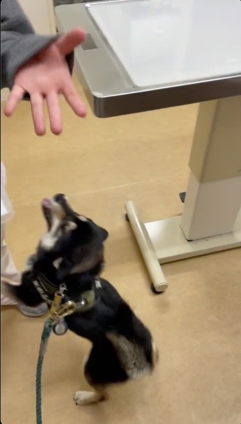 黒柴犬が看護師さんにタッチ