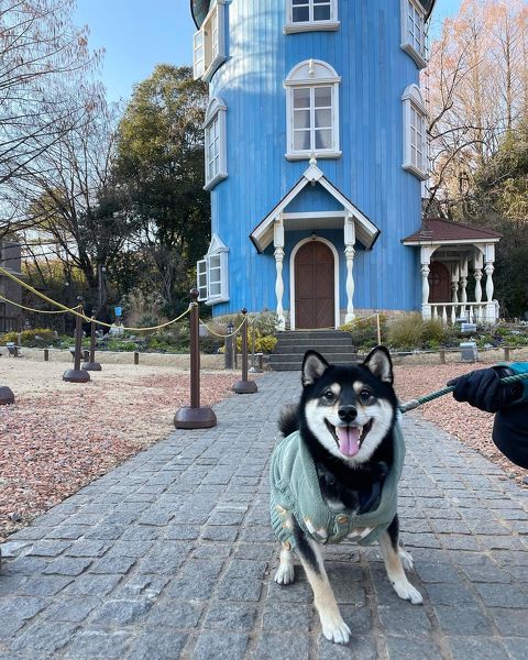 黒柴犬の旅行