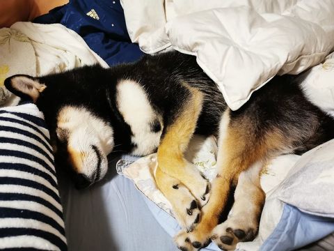 黒柴犬の就寝