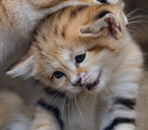 2のトリミング