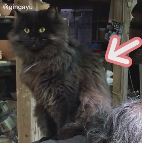 陶芸家と暮らす猫