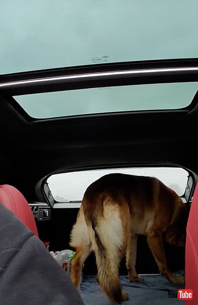 ドライブ中にトイレに行きたくなったワンコ