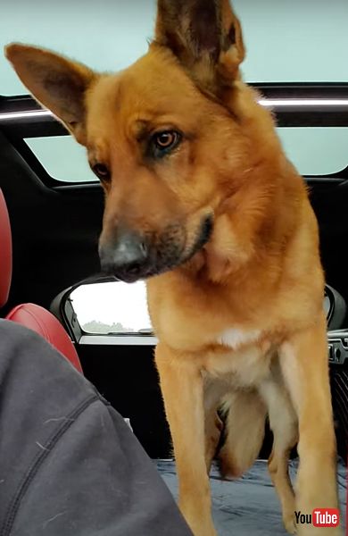 ドライブ中にトイレに行きたくなったワンコ