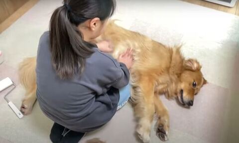 わしゃわしゃされてるクッキーくん