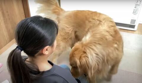 立ち上がるくっきーくん