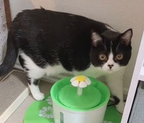 こっちを見てるさぶちゃん