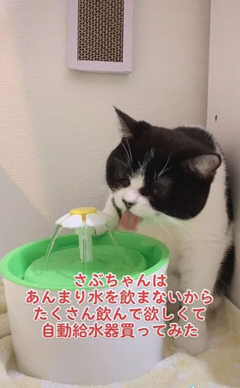 お水をのむさぶちゃん