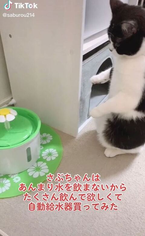 立ってるさぶちゃん