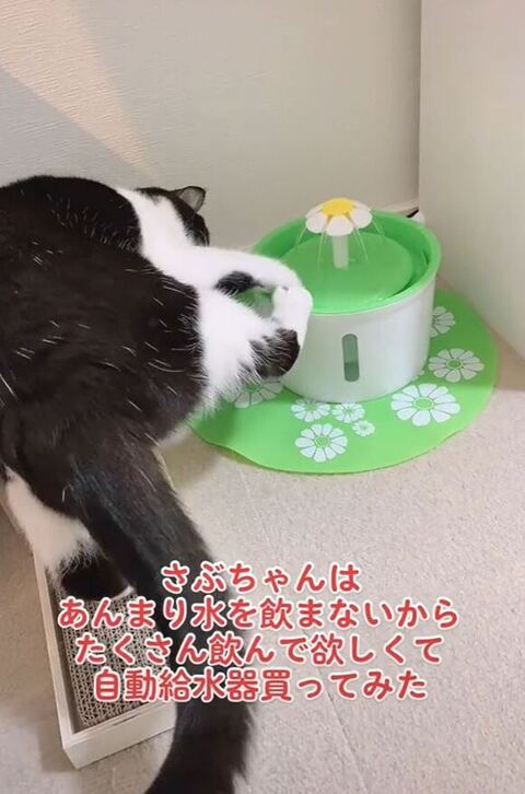足をかけるさぶちゃん