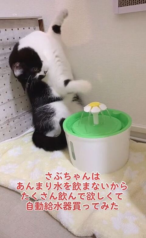 体をかしげるサブちゃん