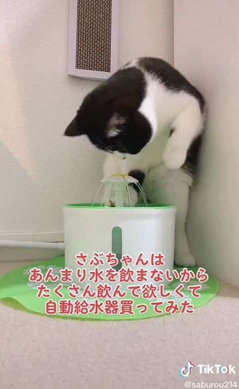 挙動不審なさぶちゃん