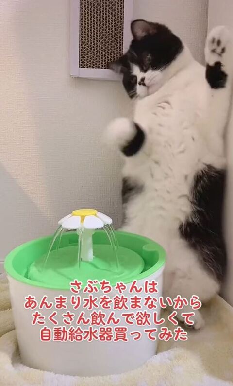 バンザイするさぶちゃん