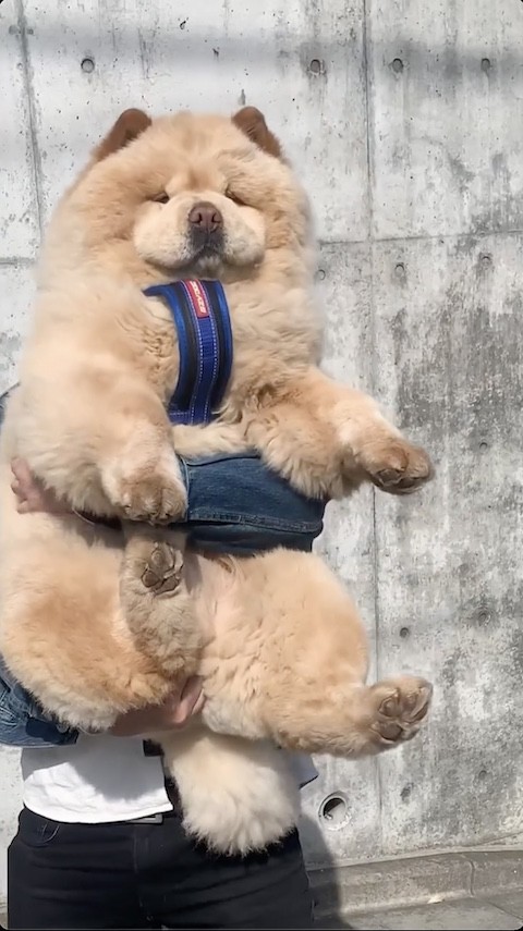 チャウチャウを上下に揺らす