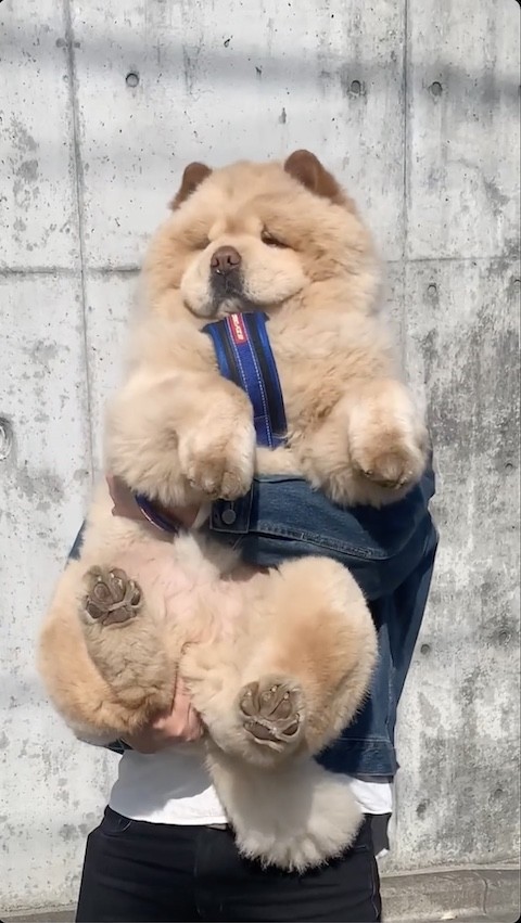 チャウチャウの満足げな表情