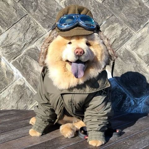 チャウチャウのパイロットのコスプレ