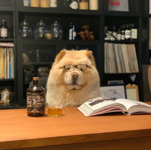 チャウチャウの教授姿