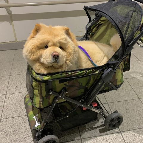 チャウチャウのベビーカー