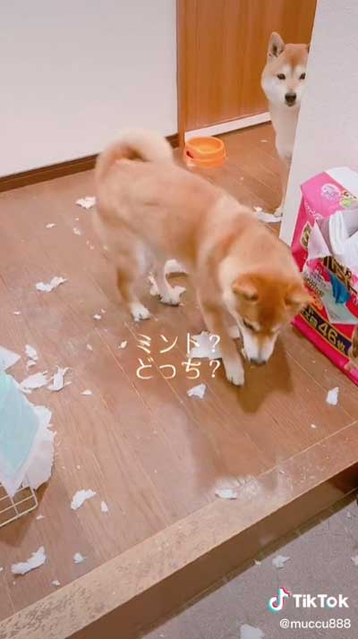 柴犬 2匹 イタズラ どっち 犯人 分かりやすい